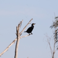 Phalacrocorax carbo (Great Cormorant) at Belconnen, ACT - 9 May 2018 by Alison Milton