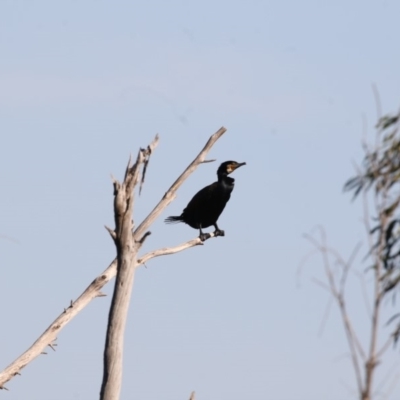 Phalacrocorax carbo (Great Cormorant) at Belconnen, ACT - 9 May 2018 by AlisonMilton