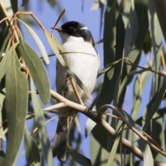 Melithreptus lunatus (White-naped Honeyeater) at Belconnen, ACT - 9 May 2018 by Alison Milton