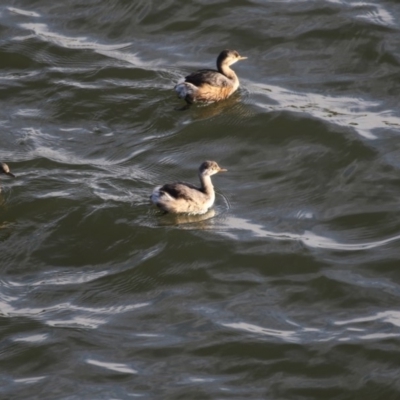 Tachybaptus novaehollandiae (Australasian Grebe) at Belconnen, ACT - 9 May 2018 by AlisonMilton