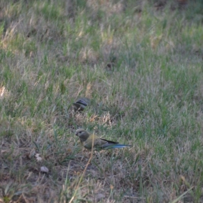 Psephotus haematonotus (Red-rumped Parrot) at Jerrabomberra Wetlands - 25 Jan 2018 by natureguy