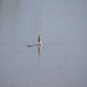 Anhinga novaehollandiae at Fyshwick, ACT - 25 Jan 2018 02:10 PM