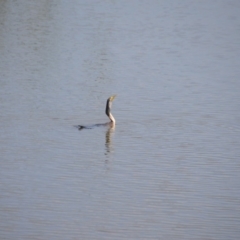 Anhinga novaehollandiae (Australasian Darter) at Fyshwick, ACT - 25 Jan 2018 by natureguy