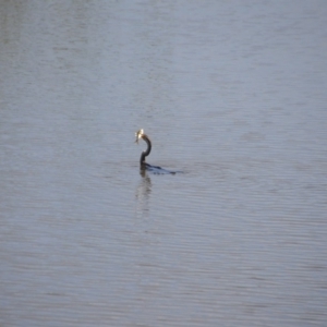 Anhinga novaehollandiae at Fyshwick, ACT - 25 Jan 2018 02:10 PM