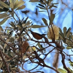 Acanthorhynchus tenuirostris (Eastern Spinebill) at Bournda, NSW - 5 May 2018 by RossMannell