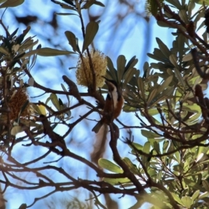 Acanthorhynchus tenuirostris at Bournda, NSW - 5 May 2018