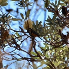 Acanthorhynchus tenuirostris at Bournda, NSW - 5 May 2018