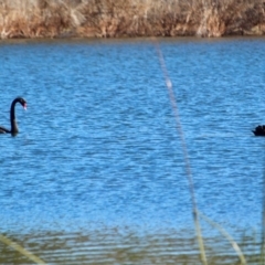 Cygnus atratus (Black Swan) at Bournda National Park - 5 May 2018 by RossMannell