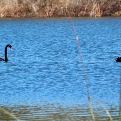 Cygnus atratus (Black Swan) at Bournda, NSW - 5 May 2018 by RossMannell