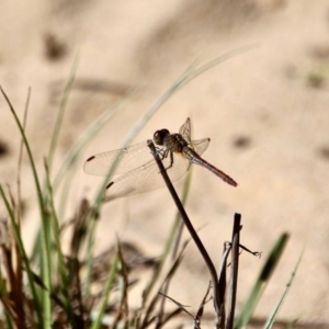 Diplacodes bipunctata at Bournda National Park - 5 May 2018