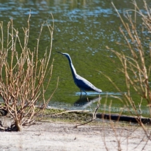 Egretta novaehollandiae at Bournda, NSW - 5 May 2018