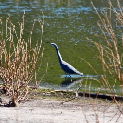 Egretta novaehollandiae (White-faced Heron) at Bournda Environment Education Centre - 5 May 2018 by RossMannell