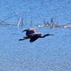 Egretta novaehollandiae at Bournda, NSW - 5 May 2018 01:18 PM