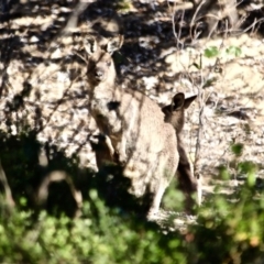 Macropus giganteus (Eastern Grey Kangaroo) at Bournda National Park - 5 May 2018 by RossMannell