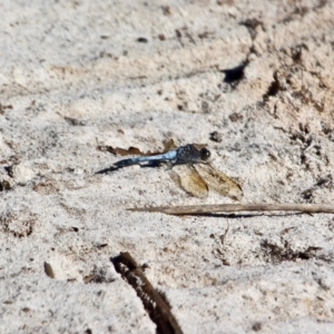 Orthetrum caledonicum at Bournda, NSW - 5 May 2018