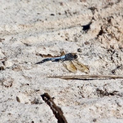 Orthetrum caledonicum (Blue Skimmer) at Bournda National Park - 5 May 2018 by RossMannell