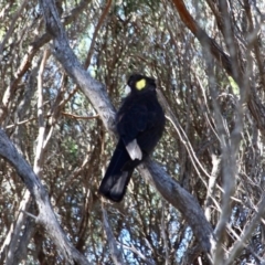Zanda funerea (Yellow-tailed Black-Cockatoo) at Bournda, NSW - 5 May 2018 by RossMannell