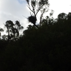 Aquila audax (Wedge-tailed Eagle) at Gigerline Nature Reserve - 12 May 2018 by gregbaines