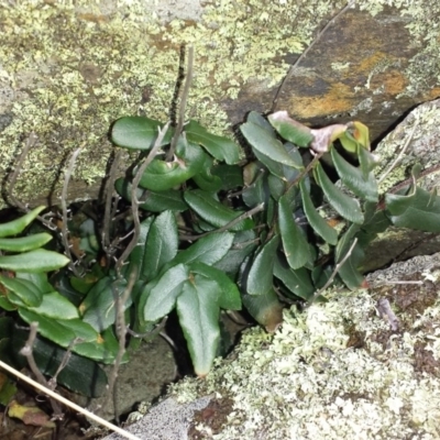 Pellaea calidirupium (Hot Rock Fern) at Gigerline Nature Reserve - 12 May 2018 by gregbaines