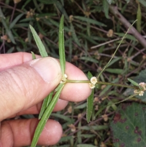 Alternanthera denticulata at Tennent, ACT - 12 May 2018