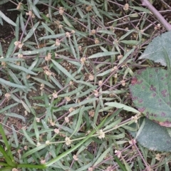 Alternanthera denticulata at Tennent, ACT - 12 May 2018