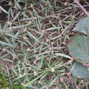 Alternanthera denticulata at Tennent, ACT - 12 May 2018