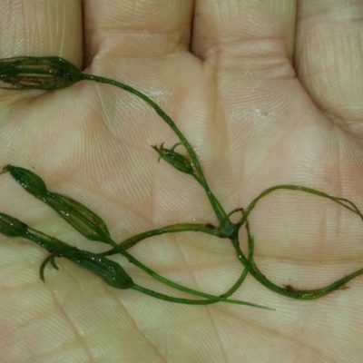 Characeae (family) (Stonewort (A freshwater algae)) at Tennent, ACT - 12 May 2018 by gregbaines