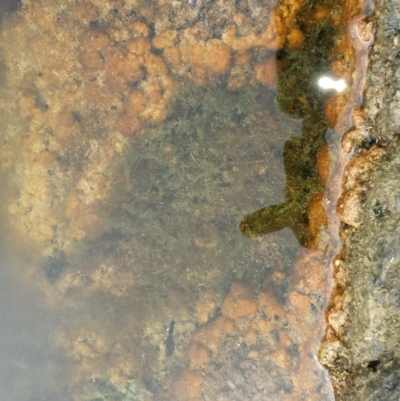 Characeae (family) (Stonewort (A freshwater algae)) at Gigerline Nature Reserve - 12 May 2018 by gregbaines