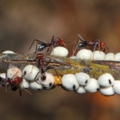 Iridomyrmex purpureus (Meat Ant) at Acton, ACT - 9 May 2018 by TimL