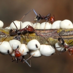 Iridomyrmex purpureus at Acton, ACT - 9 May 2018