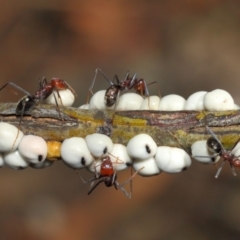 Iridomyrmex purpureus at Acton, ACT - 9 May 2018