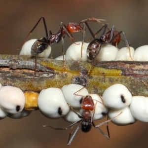 Iridomyrmex purpureus at Acton, ACT - 9 May 2018