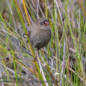 Stagonopleura bella at Morton National Park - 23 Feb 2018