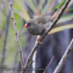 Stagonopleura bella at Morton National Park - 23 Feb 2018