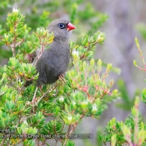 Stagonopleura bella at Morton National Park - 23 Feb 2018