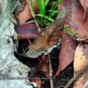 Heteronympha merope at Morton National Park - 23 Feb 2018