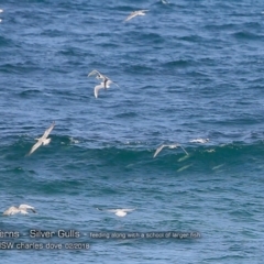 Thalasseus bergii (Crested Tern) at Undefined - 20 Feb 2018 by Charles Dove