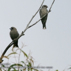 Artamus cyanopterus (Dusky Woodswallow) at Undefined - 20 Feb 2018 by Charles Dove