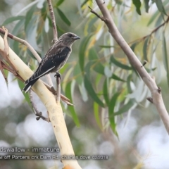 Artamus cyanopterus at undefined - 20 Feb 2018