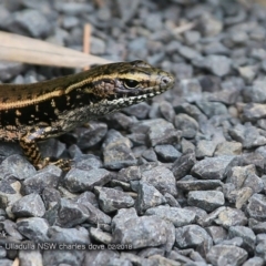 Eulamprus quoyii (Eastern Water Skink) at One Track For All - 26 Feb 2018 by Charles Dove