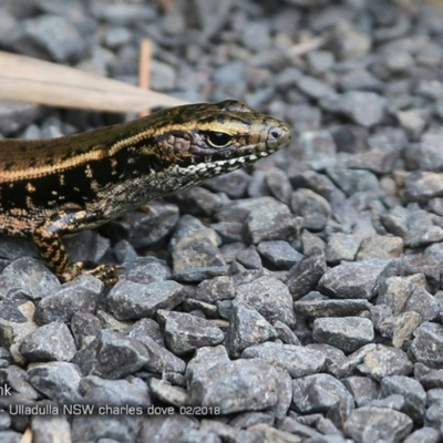 Eulamprus quoyii (Eastern Water Skink) at Ulladulla, NSW - 27 Feb 2018 by CharlesDove