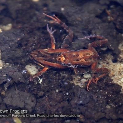 Crinia signifera (Common Eastern Froglet) at Morton National Park - 20 Feb 2018 by Charles Dove