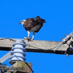 Pandion haliaetus (Osprey) at Undefined - 26 Feb 2018 by CharlesDove