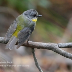 Eopsaltria australis (Eastern Yellow Robin) at Morton National Park - 21 Feb 2018 by CharlesDove