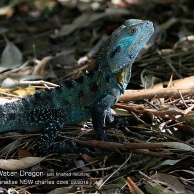 Intellagama lesueurii howittii (Gippsland Water Dragon) at Hazel Rowbotham Reserve Walking Track - 23 Feb 2018 by CharlesDove