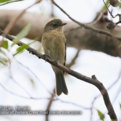 Pachycephala pectoralis (Golden Whistler) at Morton National Park - 14 Feb 2018 by CharlesDove