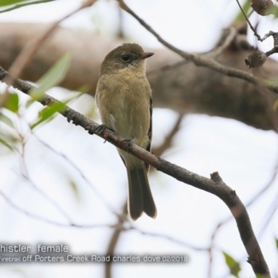 Pachycephala pectoralis (Golden Whistler) at Morton National Park - 13 Feb 2018 by Charles Dove