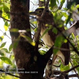 Nycticorax caledonicus at Hazel Rowbotham Reserve Walking Track - 23 Feb 2018