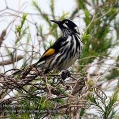 Phylidonyris novaehollandiae (New Holland Honeyeater) at Ulladulla Reserves Bushcare - 25 Feb 2018 by Charles Dove