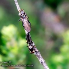 Ommatius sp. (Common yellow robber fly) at One Track For All - 25 Feb 2018 by Charles Dove